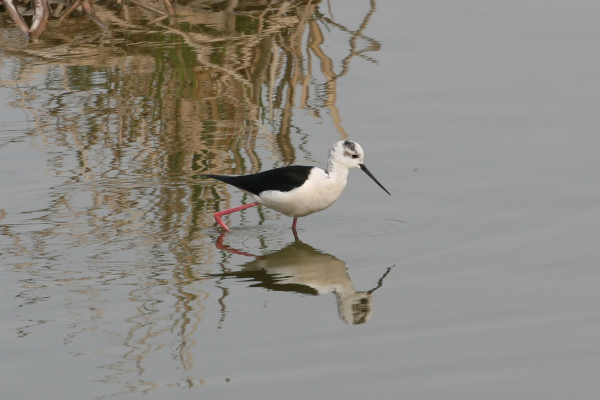 Echasse blanche (Himantopus himantopus) - Delta de l'Ebre &copy; Nicolas Macaire / LPO